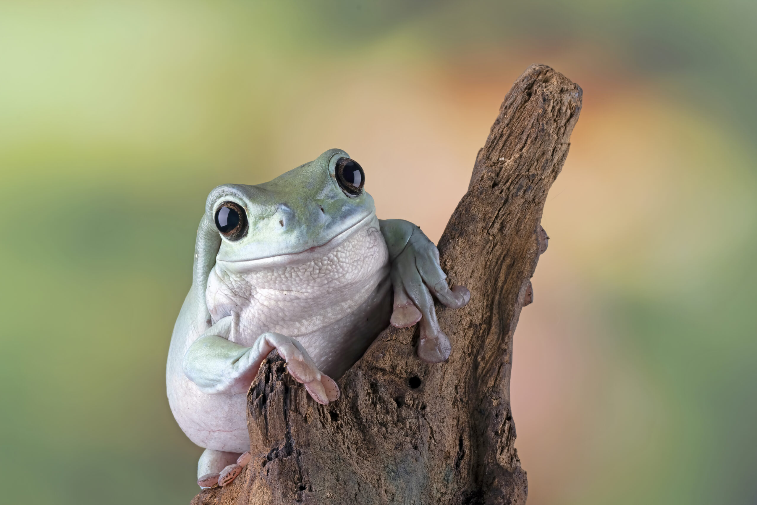 australian-white-tree-frog-leaves-dumpy-frog-branch