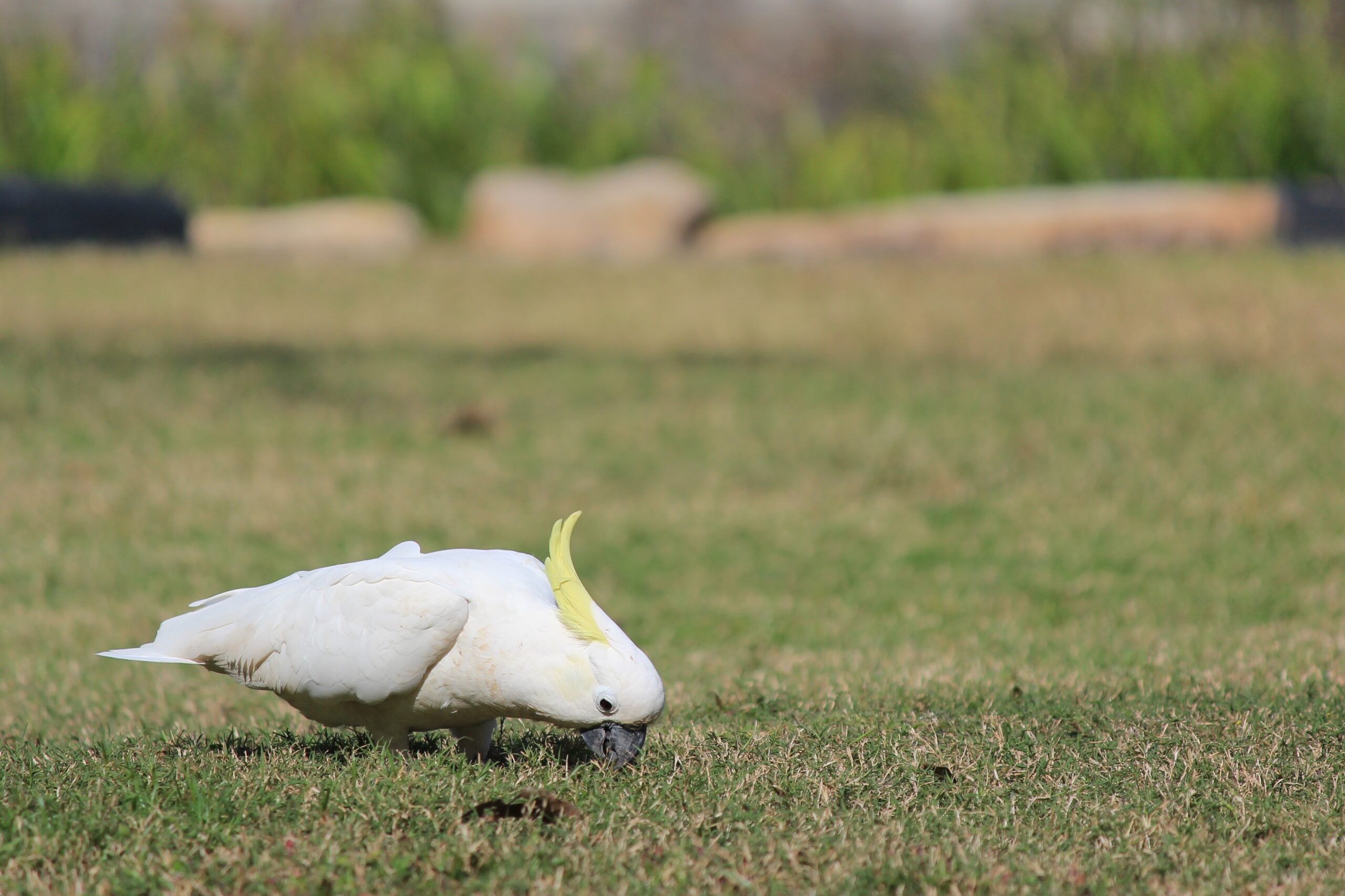 close-up-white-bird-field