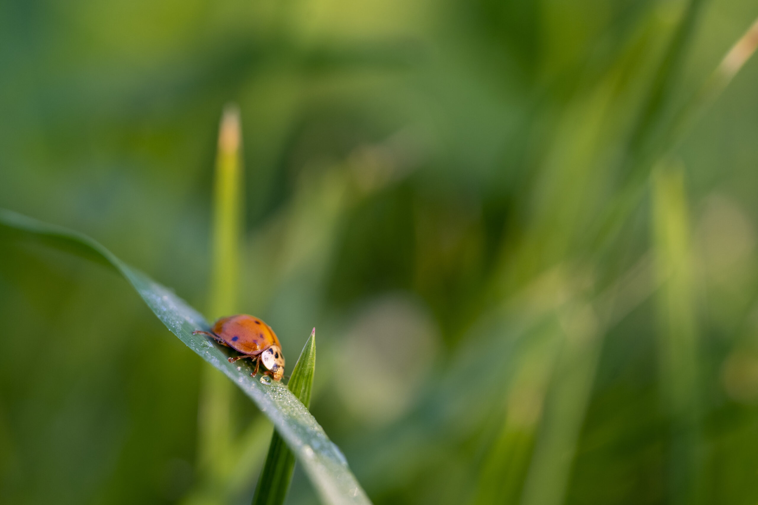 A closeup of a ladybug on a green leaf